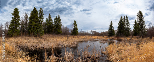 Fotografie Spruce trees with water at Douglas Provincial Park