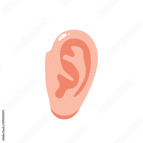 Human Ear Anatomy Closeup View.