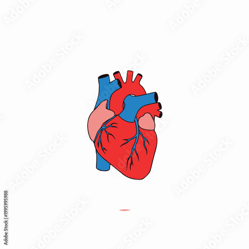 Human Heart Anatomy Organ.
