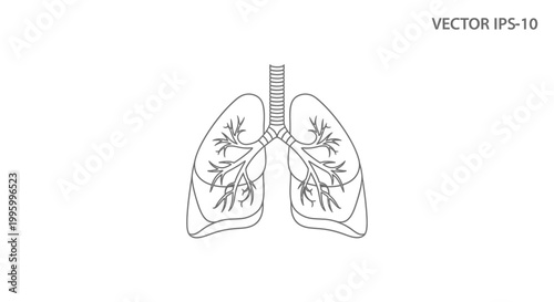 Detailed Human Lung Anatomy Illustration.