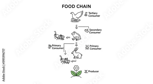 Food Chain Ecosystem Relationships Diagram.