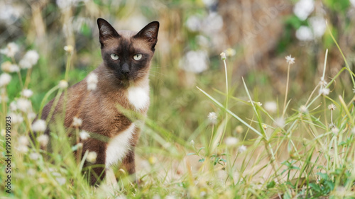 Siamese cat surrounded by wild grass and flowers showing alert gaze in natural setting with soft bokeh background