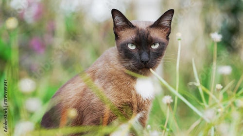 Siamese cat sitting in green grass looking at camera with calm expression natural light soft blurred background