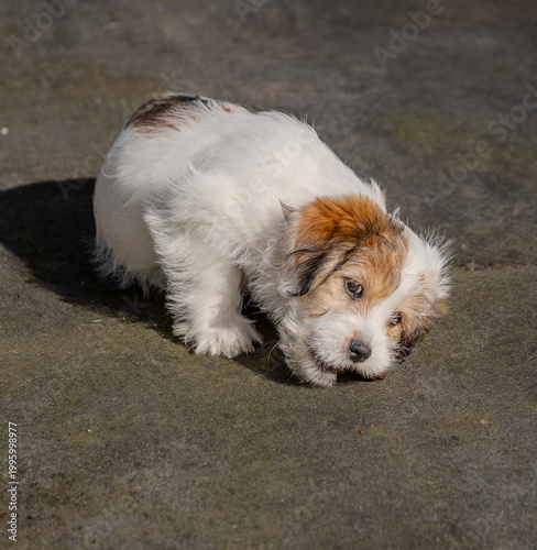 dog playing on the floor