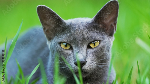 Korat cat exploring grassy field bright eyes natural setting gentle light minimalistic composition tranquil mood