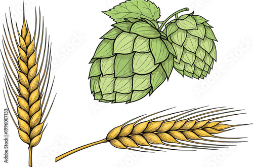 Detailed Vector Illustration of Malt Barley Ears and Green Hop Cones for Craft Beer Brewery Branding, Organic Agriculture, and Natural Cider Graphic Design Elements