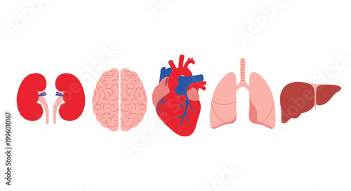 Tableau sur toile Anatomical illustration displaying key human organs including the brain heart lu