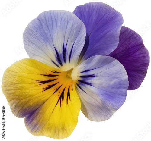pansy
