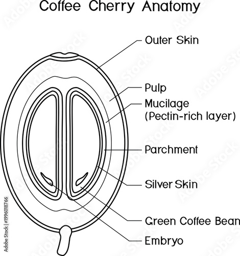 Educational coffee cherry anatomy (Coffea arabica) coloring page, black and white diagram with labels