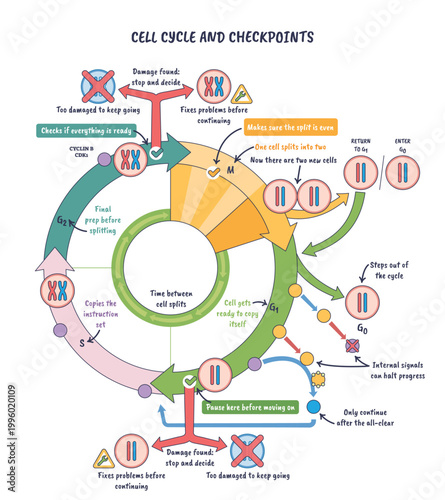 Kontrola cyklu kom rkowego, ko owy schemat G1 S G2 M, ikony pauzy i haczyki pokazuj punkty kontrolne naprawy oraz podzia kom rki.
