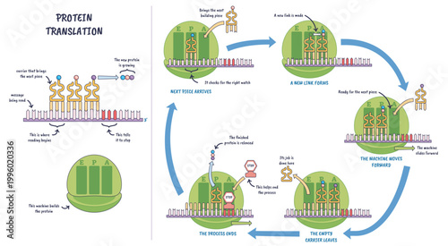 Protein translation illustrated, ribosome reads mRNA as tRNA delivers amino acids, building a polypeptide chain, key objects, ribosome, mRNA, tRNA.