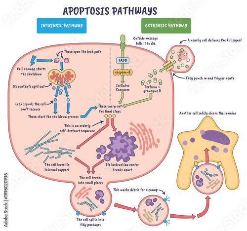 Apoptosis pathways intrinsic and extrinsic show programmed cell death via mitochondrion leak and death receptor activation, key objects, mitochondrion, death receptor, caspases.