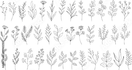 Set of hand drawn plants, leaves, flowers. Silhouettes of natural elements for seasonal backgrounds, templates, wallpaper, cards, banners. set featuring a variety of delicate wild plants, herbs, leave