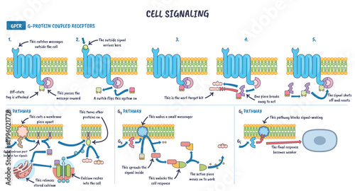 Cell signaling GPCR pathways illustrated, a membrane receptor activates G proteins and second messengers, explaining Gq, Gs, Gi steps. Key objects, GPCR receptor, cell membrane, G protein.