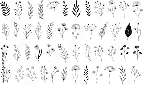 Set of hand drawn plants, leaves, flowers. Silhouettes of natural elements for seasonal backgrounds, templates, wallpaper, cards, banners. set featuring a variety of delicate wild plants, herbs, leave