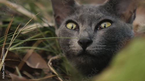 Close up Korat cat moving slowly with elegant steps and focused expression in warm natural environment