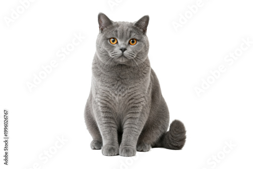 Принти на полотні Adorable gray British Shorthair cat sitting calmly with bright amber eyes isolat