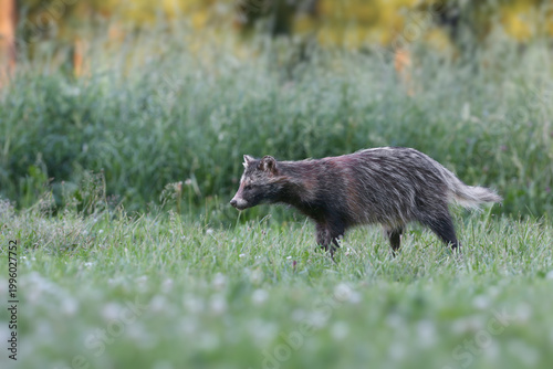 A Raccoon Dog (Nyctereutes procyonoides) cautiously sneaking through thick green grass.