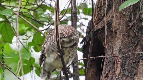 Spotted owl perched on branch near tree hollow, Strix occidentalis natural wildlife behavior in forest environment, bird of prey in wild habitat, animal documentary. Slow motion.