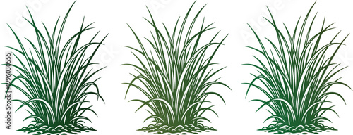 Set of three green grass bushes isolated on a transparent background