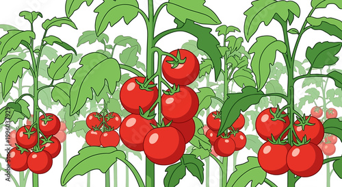 Fresh red tomatoes growing on vines in a garden