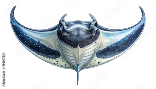 Detailed illustration of a giant oceanic manta ray