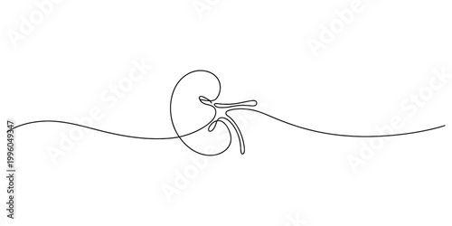 A single continuous line drawing of a human kidney organ isolated on a plain white background for medical study. Vector, illustration