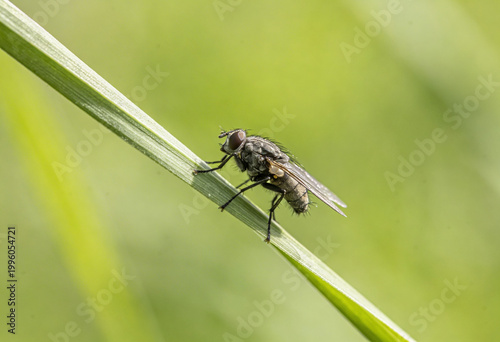 Close-up of a housefly perched on a green leaf blade outdoors