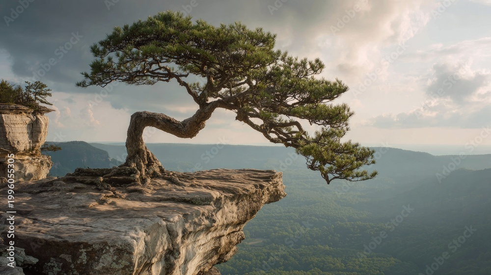 Fototapeta premium Rocky outcrop, bonsai pine, dramatic vista