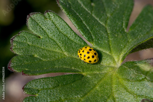 Beneficial 22-spot Ladybird beetle (Psyllobora vigintiduopunctata)  on a green leaf, natural mildew control