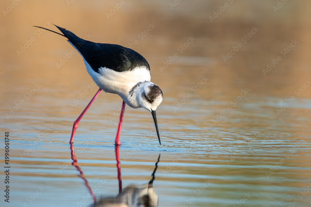 Obraz premium Black-winged stilt