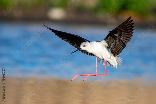 Flight 