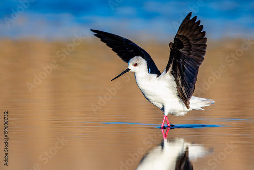 Black winged stilt