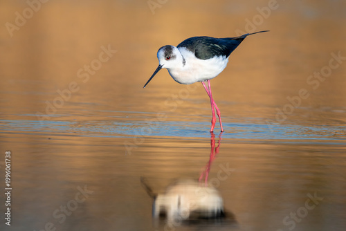 Black-winged stilt