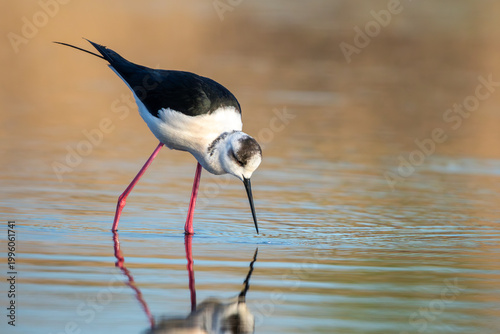 Black-winged stilt