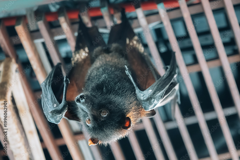 Fototapeta premium Fruit bat hanging upside down, looking directly at the camera with large dark eyes in a nocturnal captive habitat