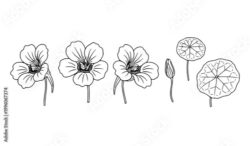 Minimal nasturtium botanical line art set flowers leaves and bud floral sketch vector isolated on white