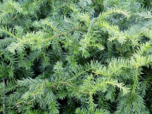 Obraz na plátně Yew tree branches showing green needles evergreen foliage