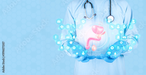 Bild auf Leinwand Urologist demonstrates reproductive and hormonal function