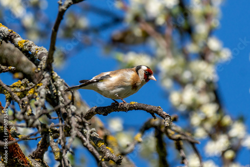 European goldfinch (Carduelis carduelis)  is sitting on a branch between blooming wild plum  (Kriecherl in german) trees in spring