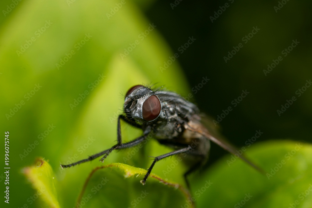 Fototapeta premium Extreme close up of a common housefly, Musca Domestica on a leaf showing eye detail.