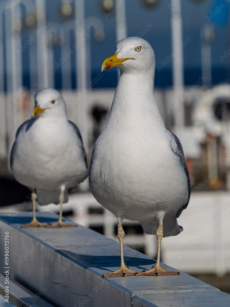 Fototapeta premium Two seagulls standing on a pier railing with blurred background