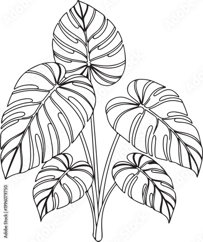 Tropical leaf, monstera deliciosa, black line art, plant illustration, vector graphics