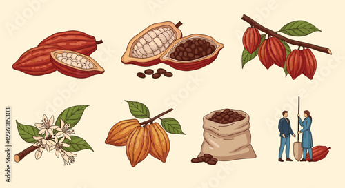 Collection of illustrations showing cocoa beans pods flowers sacks and farmers involved in the process of chocolate making.