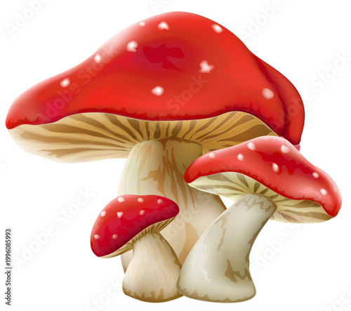 Group of three red mushrooms with white spots on the caps isolated on a white background