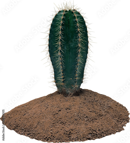 Single green cactus plant standing upright in a small mound of brown soil on white background