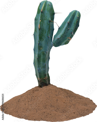 Tall green columnar cactus growing out of a mound of brown soil on a white background