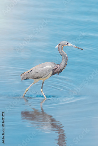 Tricolored Heron Wades in a Salt Water Marsh