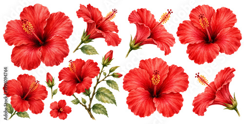 A vibrant watercolor collection of red hibiscus flowers featuring tropical blossoms leafy stems and delicate flower buds illustrated in a natural botanical style.