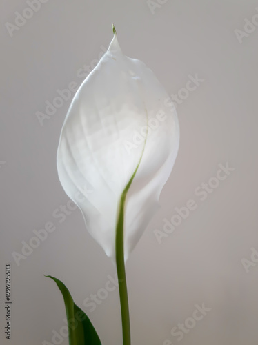 Spathiphyllum flower large on the phone